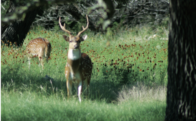 Axis Deer in the Texas Hill Country